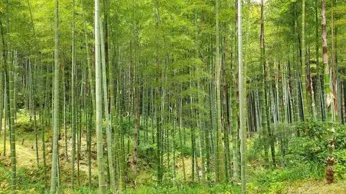 Agreement with Sabah Forestry Development Authority (SAFODA) for 8,000 acres mass bamboo and kemiri sunan plantation